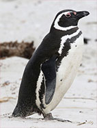 pingüino-austral